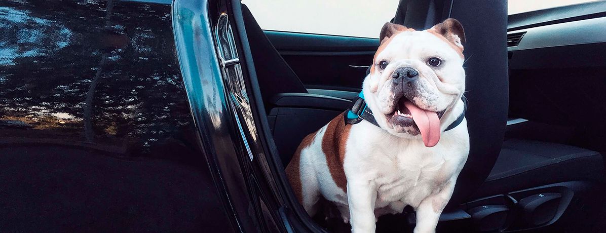 Levar cachorro no carro: aprenda a forma correta e segura para isso